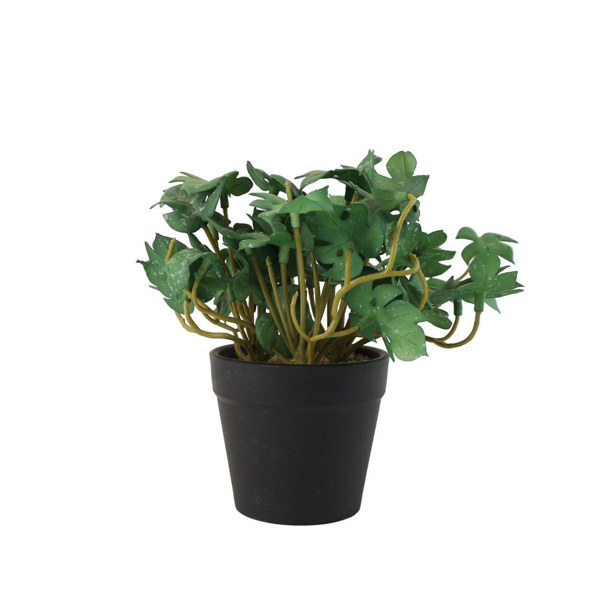 Mini Monstera Table Potted Plant at Zubaidas Homestore Pakistan