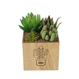 Artificial Succulent Plant Wooden Base Green Zubaidas Homestore Online Pakistan