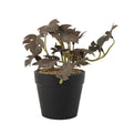 Blooming Floret Artificial Monstera Plant Maroonish Zubaidas Homestore Pakistan