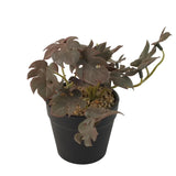 Blooming Floret Artificial Monstera Plant Maroonish Zubaidas Homestore Online Pakistan