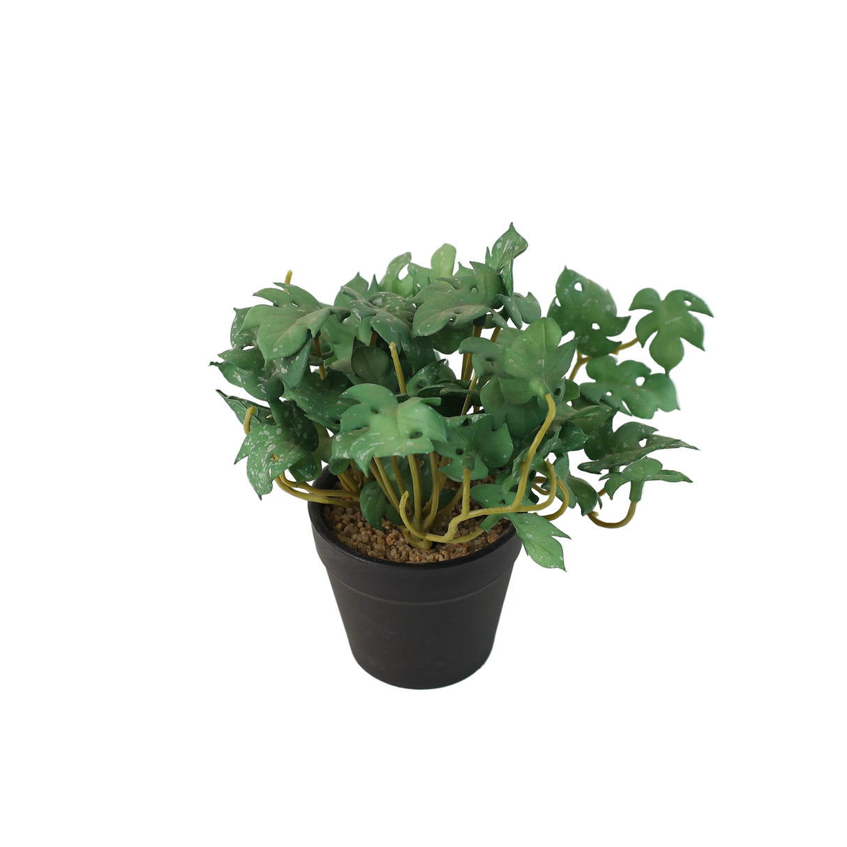 Mini Monstera Table Potted Plant at Zubaidas Homestore Online Pakistan